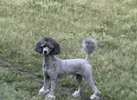 AKC Reg. Elite Bred, 18 Champions & Grands CH. in Pedigree ( Sylvie), a female Poodle - Miniature  for sale in Mount Gilead, NC – 6 of 8