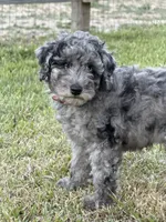 AKC Reg, 18 Champions in Pedigree (Fabio), a male Poodle - Miniature  for sale in Mount Gilead, NC – 3 of 9