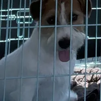 Elite Bred, AKC Champion Sired, a male Jack Russell Terrier for sale in Mount Gilead, NC – Photo 8 of 10