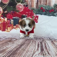 Elite Bred, AKC Champion Sired, a male Jack Russell Terrier for sale in Mount Gilead, NC – Photo 5 of 10