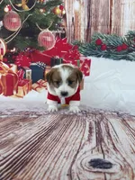 Elite Bred, AKC Champion Sired, a male Jack Russell Terrier for sale in Mount Gilead, NC – Photo 5 of 10