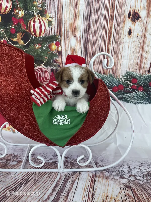 Elite Bred, AKC Champion Sired