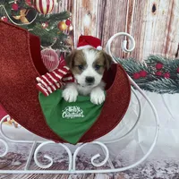 Elite Bred, AKC Champion Sired, a male Jack Russell Terrier for sale in Mount Gilead, NC – Photo 1 of 10