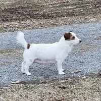 Elite Bred, AKC Champion Sired, a male Jack Russell Terrier for sale in Mount Gilead, NC – Photo 9 of 10