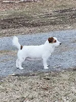 Elite Bred, AKC Champion Sired, a male Jack Russell Terrier for sale in Mount Gilead, NC – Photo 9 of 10