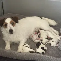 Elite Bred, AKC Champion Sired, a male Jack Russell Terrier for sale in Mount Gilead, NC – Photo 10 of 10
