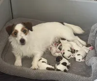 Elite Bred, AKC Champion Sired, a male Jack Russell Terrier for sale in Mount Gilead, NC – Photo 10 of 10