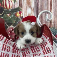 Elite Bred, AKC Champion Sired, a male Jack Russell Terrier for sale in Mount Gilead, NC – Photo 4 of 10