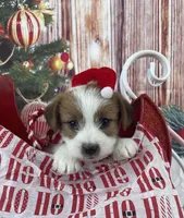 Elite Bred, AKC Champion Sired, a male Jack Russell Terrier for sale in Mount Gilead, NC – Photo 4 of 10