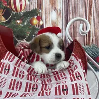 Elite Bred, AKC Champion Sired, a male Jack Russell Terrier for sale in Mount Gilead, NC – Photo 3 of 10