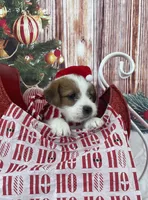 Elite Bred, AKC Champion Sired, a male Jack Russell Terrier for sale in Mount Gilead, NC – Photo 3 of 10