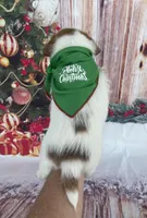 Elite Bred, AKC Champion Sired, a male Jack Russell Terrier for sale in Mount Gilead, NC – Photo 6 of 10