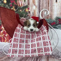 Elite Bred, AKC Champion Sired, a male Jack Russell Terrier for sale in Mount Gilead, NC – Photo 2 of 10