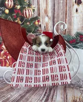 Elite Bred, AKC Champion Sired, a male Jack Russell Terrier for sale in Mount Gilead, NC – Photo 2 of 10