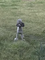 AKC Reg. Elite Bred, 18 Champions & Grands CH. in Pedigree ( Sylvie), a female Poodle - Miniature  for sale in Mount Gilead, NC – 7 of 8