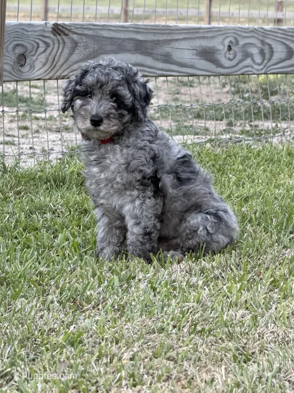 AKC Reg, 18 Champions in Pedigree (Fabio) – Poodle - Miniature  puppy for sale in Mount Gilead, NC