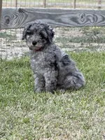 AKC Reg, 18 Champions in Pedigree (Fabio), a male Poodle - Miniature  for sale in Mount Gilead, NC – 1 of 9