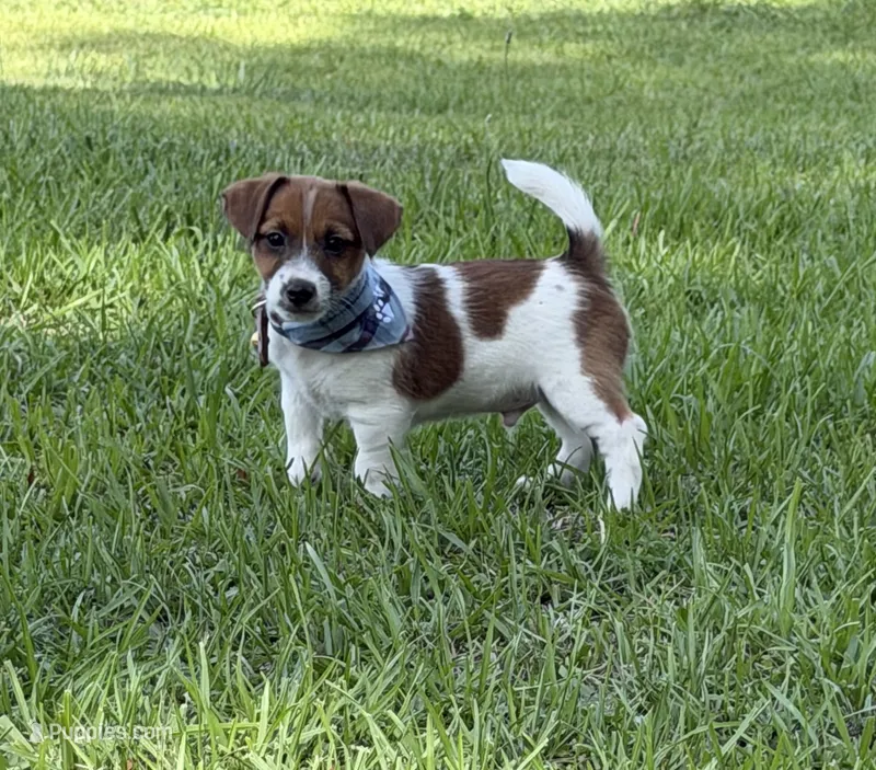 AKC Reg. Champion Sired, Elite Bred (Charlie)  – Jack Russell Terrier puppy for sale in Mount Gilead, NC