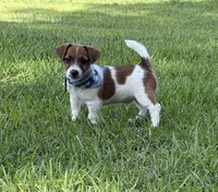 AKC Reg. Champion Sired, Elite Bred (Charlie) , a male Jack Russell Terrier for sale in Mount Gilead, NC – 1 of 5