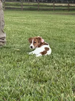 AKC Champion Sired, Elite Bred (Leah), a female Jack Russell Terrier for sale in Mount Gilead, NC – 3 of 6