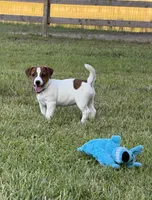 On Hold with Deposit, AKC Champion Sired, Elite Bred (Snickers) , a male Jack Russell Terrier for sale in Mount Gilead, NC – 4 of 10