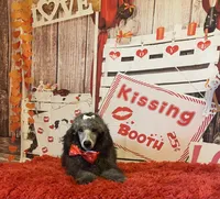 On Hold ! AKC,Ch.Lines, Vinny, a male Poodle - Miniature  for sale in Mount Gilead, NC – Photo 3 of 7