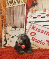 On Hold ! AKC,Ch.Lines, Vinny, a male Poodle - Miniature  for sale in Mount Gilead, NC – Photo 5 of 7