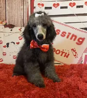 On Hold ! AKC,Ch.Lines, Vinny, a male Poodle - Miniature  for sale in Mount Gilead, NC – Photo 2 of 7