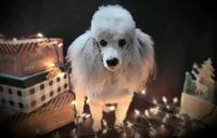 On Hold ! AKC,Ch.Lines, Vinny, a male Poodle - Miniature  for sale in Mount Gilead, NC – Photo 7 of 7