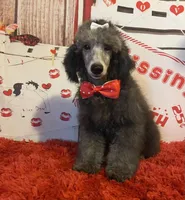 On Hold ! AKC,Ch.Lines, Vinny, a male Poodle - Miniature  for sale in Mount Gilead, NC – Photo 1 of 7