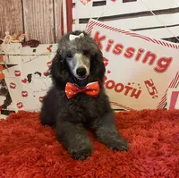 On Hold ! AKC,Ch.Lines, Vinny, a male Poodle - Miniature  for sale in Mount Gilead, NC – Photo 4 of 7