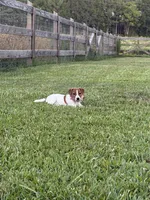 AKC Champion Sired, Elite Bred (Leah), a female Jack Russell Terrier for sale in Mount Gilead, NC – 4 of 6