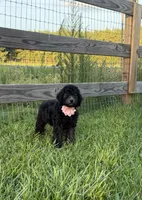 AKC Reg. Elite Bred, 18 Champions & Grands CH. in Pedigree ( Sylvie), a female Poodle - Miniature  for sale in Mount Gilead, NC – 4 of 8