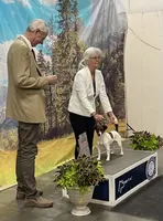 AKC Champion Sired (Rudy), a male Jack Russell Terrier for sale in Mount Gilead, NC – Photo 4 of 8