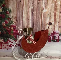 AKC Champion Sired (Rudy), a male Jack Russell Terrier for sale in Mount Gilead, NC – Photo 2 of 8