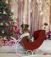 AKC Champion Sired (Rudy), a male Jack Russell Terrier for sale in Mount Gilead, NC – Photo 1 of 8