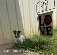 AKC Champion Sired (Rudy), a male Jack Russell Terrier for sale in Mount Gilead, NC – Photo 8 of 8