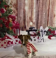 AKC Champion Sired (Rudy), a male Jack Russell Terrier for sale in Mount Gilead, NC – Photo 3 of 8