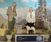 AKC Champion Sired (Rudy), a male Jack Russell Terrier for sale in Mount Gilead, NC – Photo 6 of 8