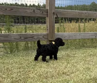 AKC Elite Bred, 18 Grand Champions & Champions in Pedigree , a male Poodle - Miniature  for sale in Mount Gilead, NC – 4 of 4