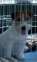AKC Champion Sired, Elite Bred (Miss Brie), a female Jack Russell Terrier for sale in Mount Gilead, NC – 8 of 10