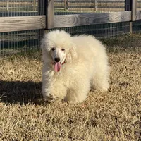 AKC Ch. Pedigree (Hendrix), a male Poodle - Miniature  for sale in Mount Gilead, NC – Photo 2 of 4
