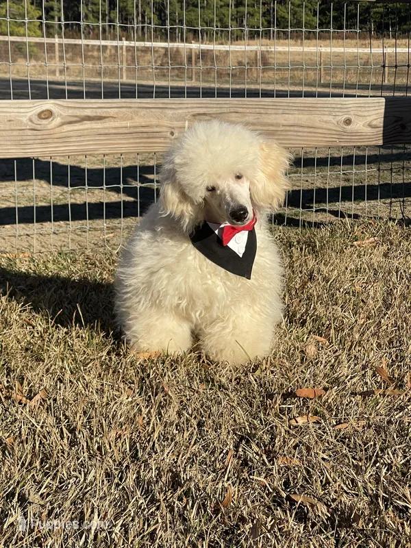 AKC Ch. Pedigree (Hendrix)