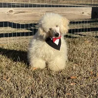 AKC Ch. Pedigree (Hendrix), a male Poodle - Miniature  for sale in Mount Gilead, NC – Photo 1 of 4