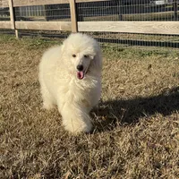 AKC Ch. Pedigree (Hendrix), a male Poodle - Miniature  for sale in Mount Gilead, NC – Photo 3 of 4