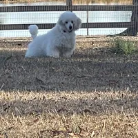 AKC Ch. Pedigree (Hendrix), a male Poodle - Miniature  for sale in Mount Gilead, NC – Photo 4 of 4
