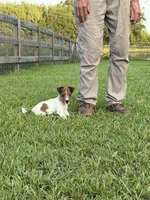 AKC Champion Sired, Elite Bred (Miss Brie), a female Jack Russell Terrier for sale in Mount Gilead, NC – 5 of 10