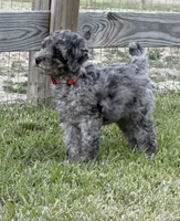 AKC Reg, 18 Champions in Pedigree (Fabio), a male Poodle - Miniature  for sale in Mount Gilead, NC – 2 of 9