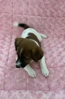 AKC Ch.Sired (Lacey)On Hold, a female Jack Russell Terrier for sale in Mount Gilead, NC – Photo 6 of 10