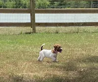 AKC Ch.Sired (Lacey)On Hold, a female Jack Russell Terrier for sale in Mount Gilead, NC – Photo 2 of 10